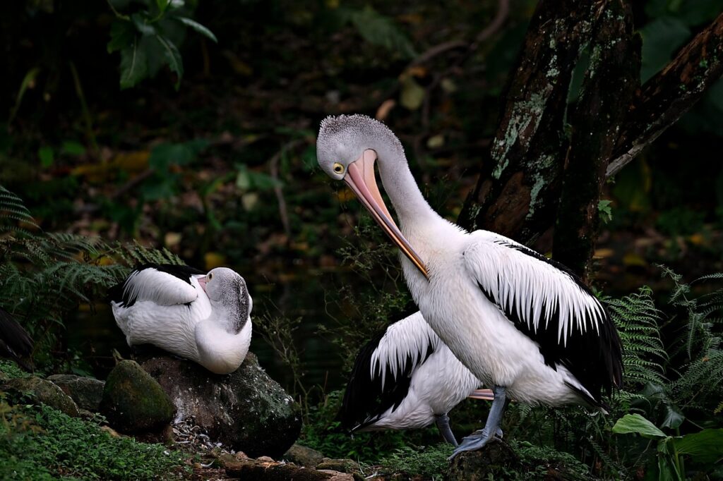 pelicans, birds, animals, feathers, plumages, beaks, waterfowl, fauna, wild life, wild, nature, birds, wild life, wild life, wild life, wild life, wild life, wild, nature