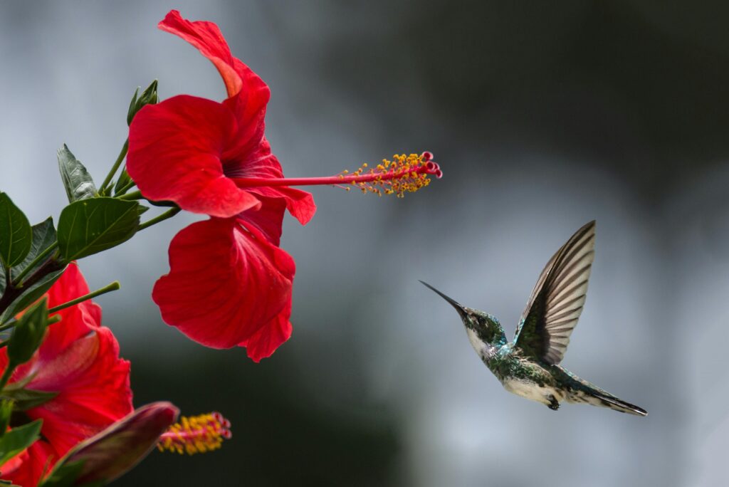 pexels-photo-1133957-1133957 A hummingbird hovers gracefully near a blooming red hibiscus, showcasing nature's delicate beauty.