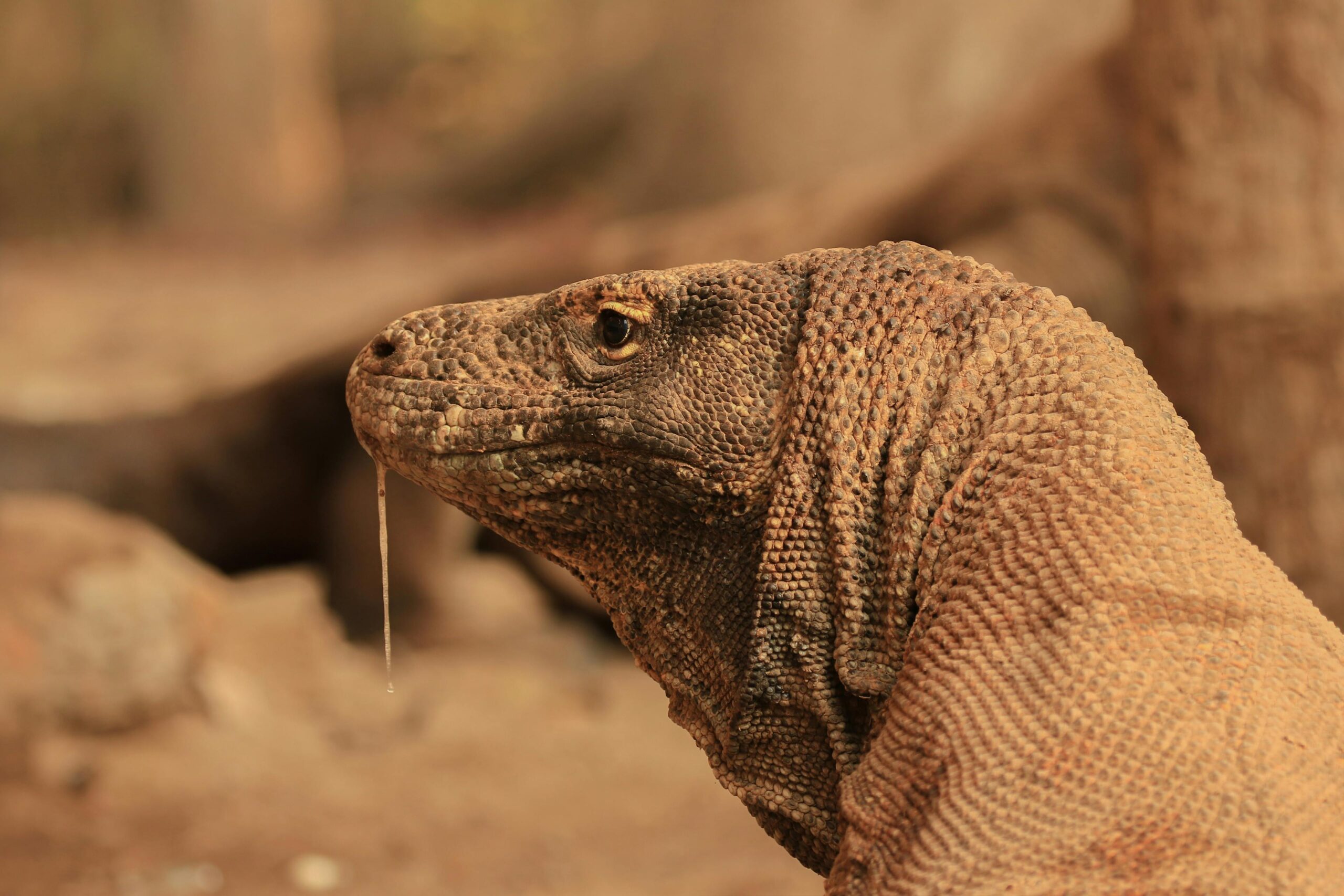 Detailed headshot of a Komodo dragon in its natural habitat, Indonesia.