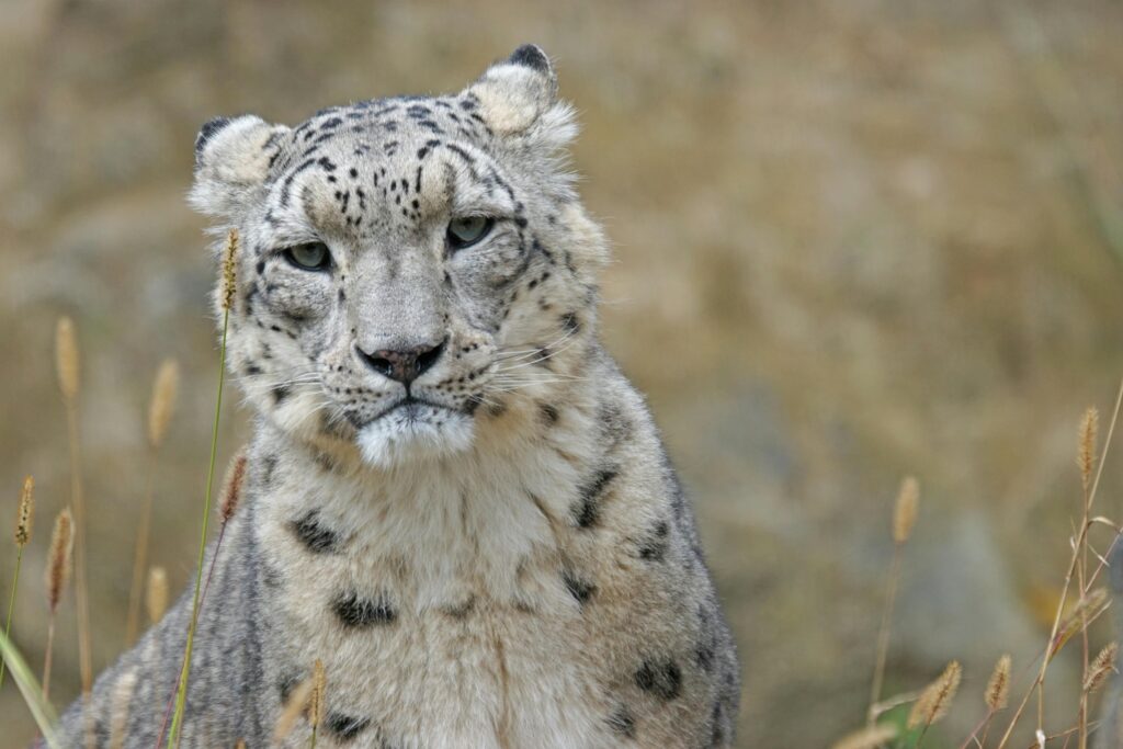 pexels-photo-208840-208840 Majestic snow leopard portrait capturing its serene beauty in the wild.