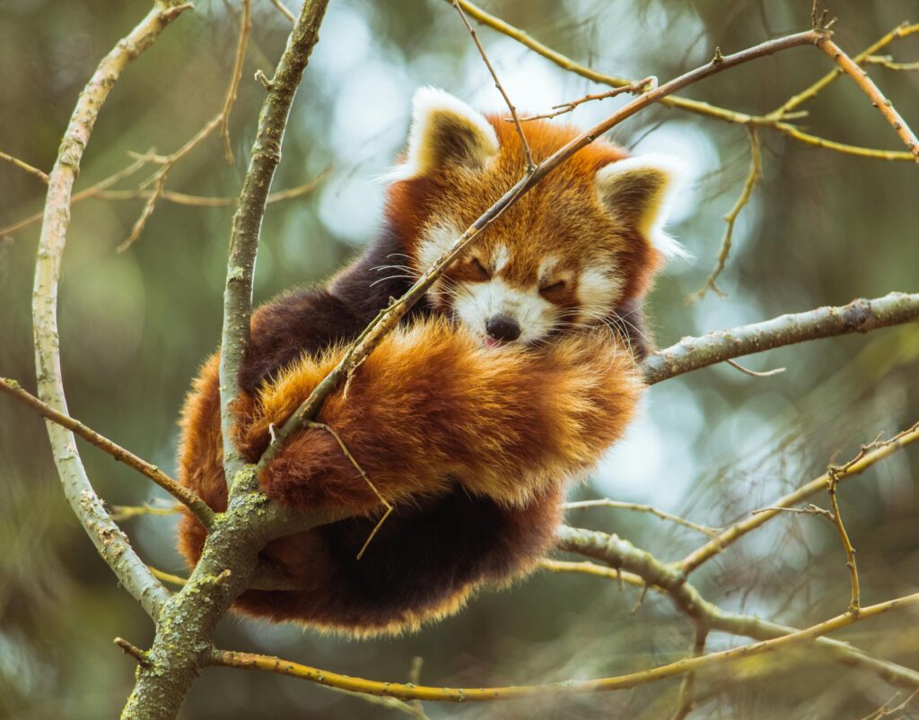 pexels-photo-2265247-2265247-1 Cute red panda resting comfortably on a tree branch, showcasing its natural habitat and behavior.