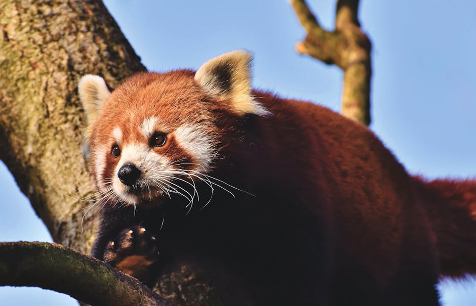 Captivating shot of a red panda perched in a tree, bathed in sunlight.