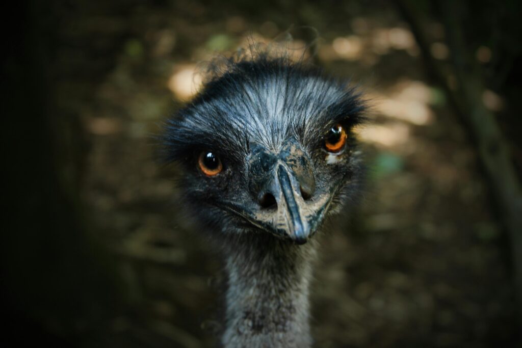 A curious ostrich stares into the camera in a wildlife setting.
