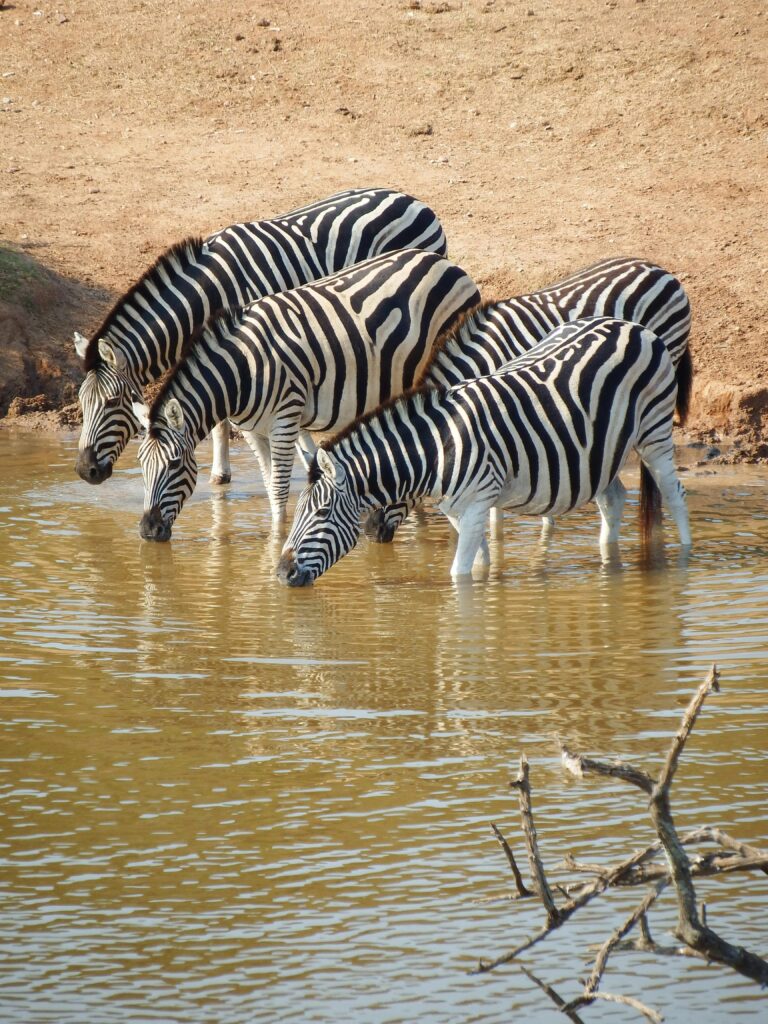 pexels-photo-259547-259547 Three zebras quenching their thirst at a waterhole in the African savannah.