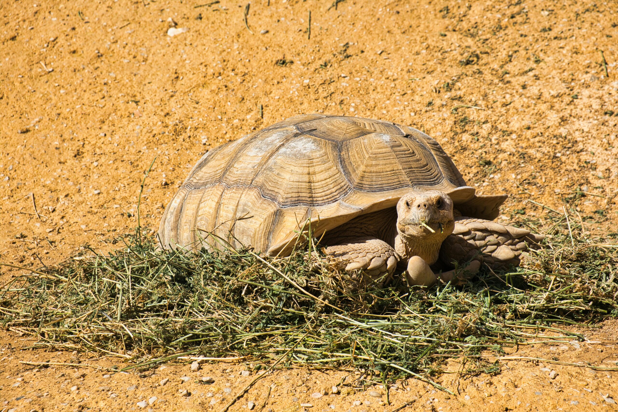 A large African Sulcata tortoise on sand, surrounded by green vegetation under bright sunlight.