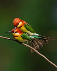 pexels-photo-31246323-31246323 Pair of colorful Chestnut-headed Bee-eaters in Purbasthali, India.