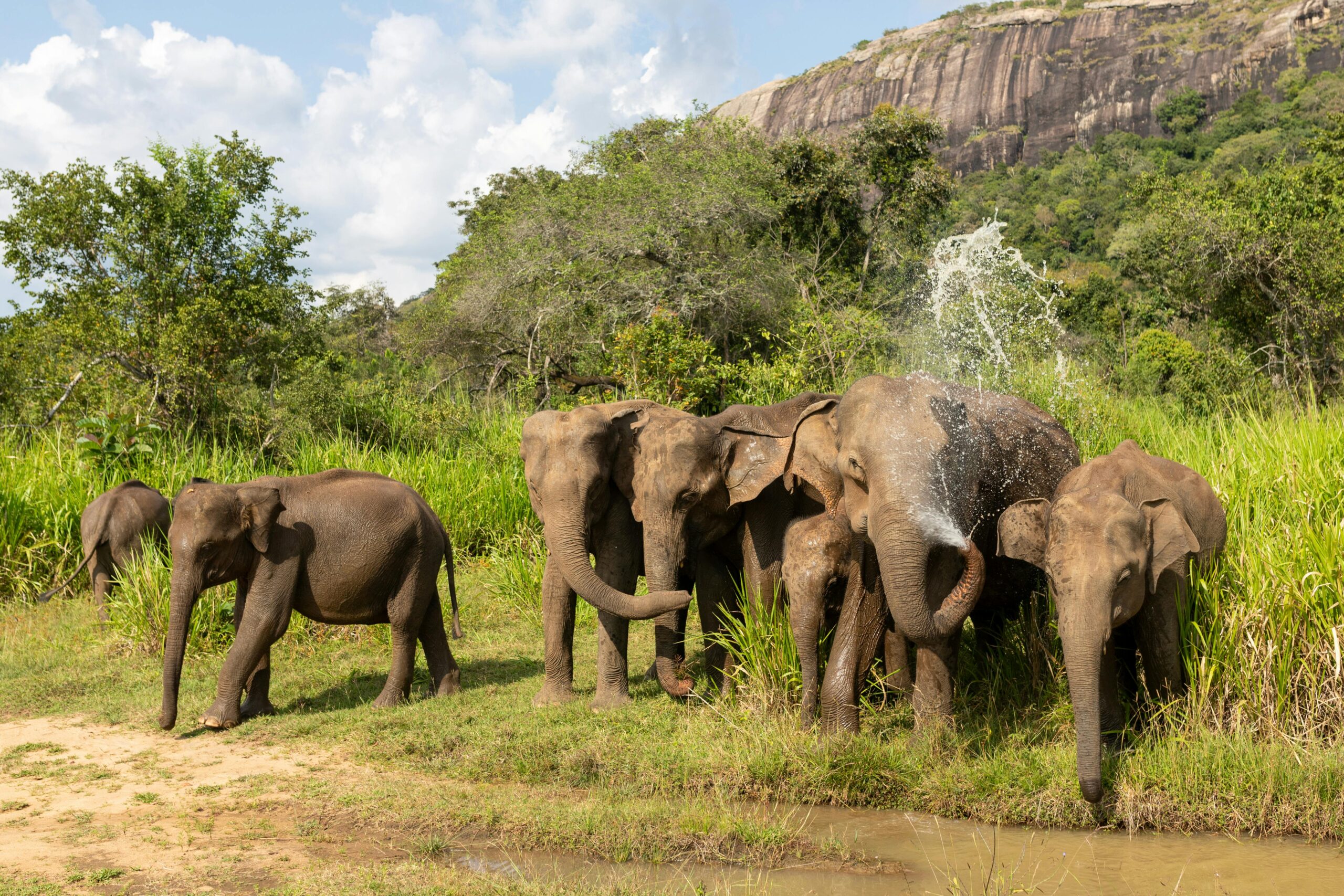 A herd of elephants enjoying a water splash in the lush landscapes of Sri Lanka, with a rocky hill in the background.